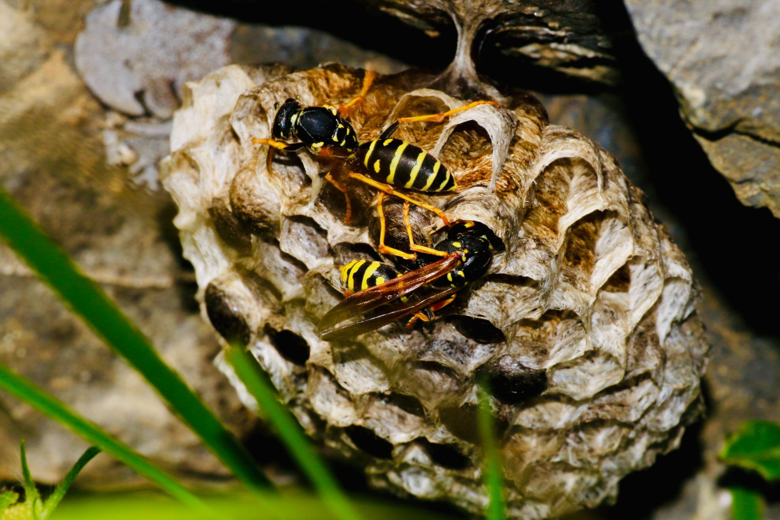 Wasps on a papery wasp nest