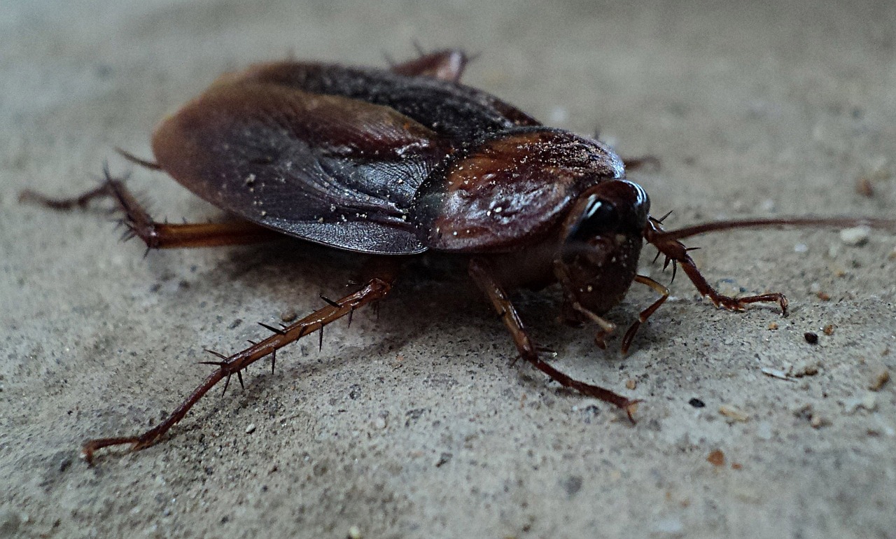 Close-up of a cockroach