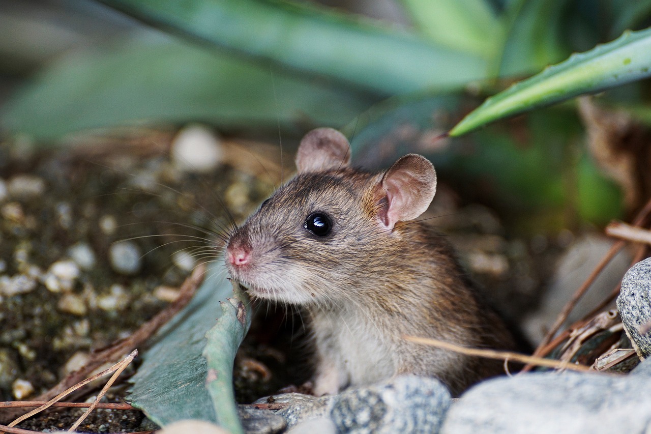 Mouse among leaves and stones