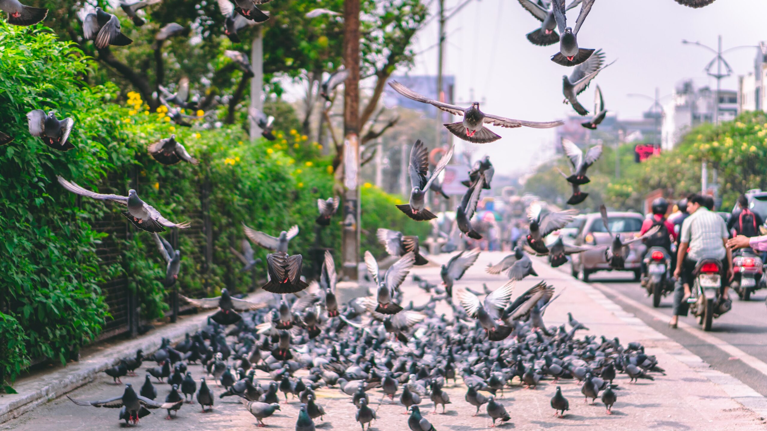 Pigeons gathering and flying in an urban area