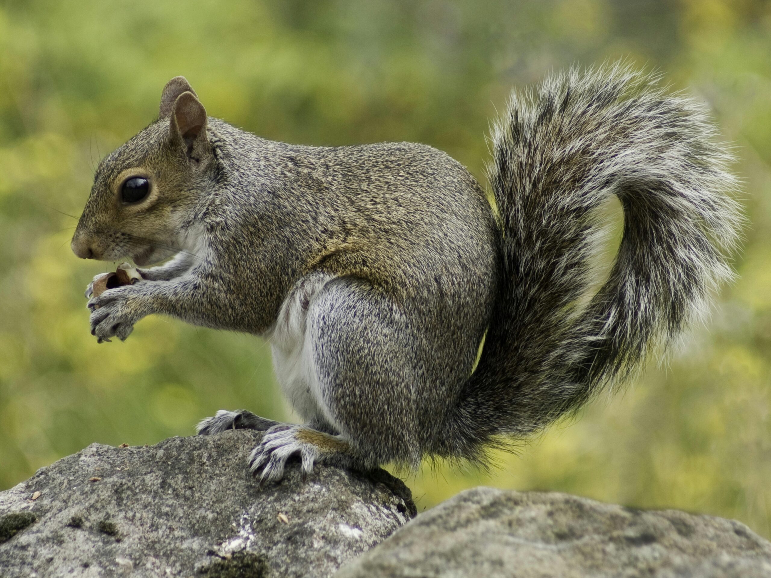 Grey squirrel on a stone surface