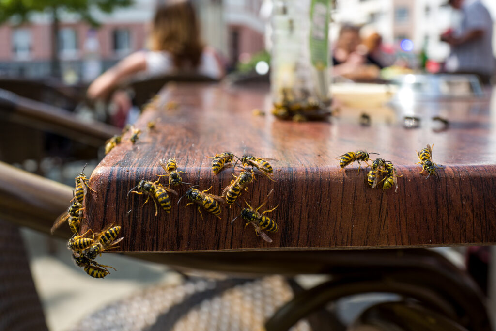 Wasps and Pests Restaurant Controllers